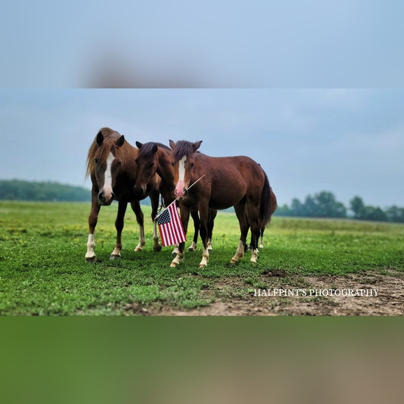 Free Shipping Plus Givaway Item - Picture 9 of 11